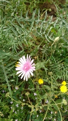 Crepis rubra