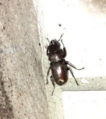 Prismognathus formosanus