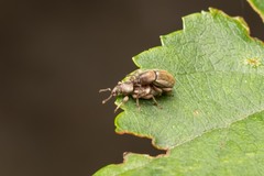 Polydrusus marginatus