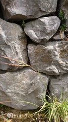 Andropogon distachyos