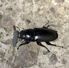 Dorcus rubrofemoratus yamadai