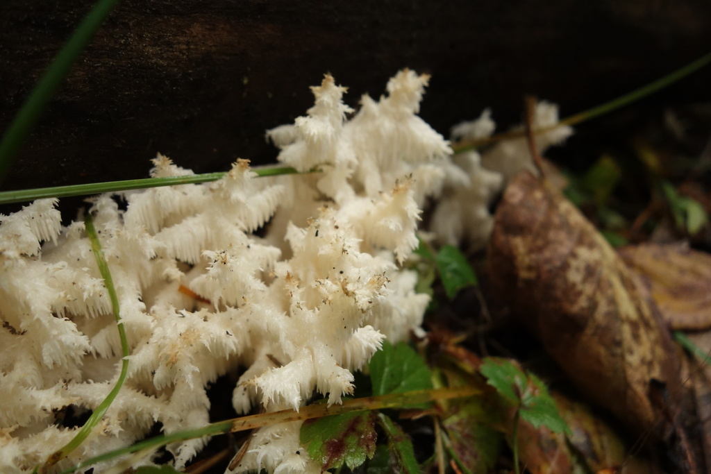 Hericium coralloides · September 2021 · photo: © aleksey_baushev (iNaturalist, cc-by)