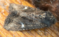 Helotropha reniformis