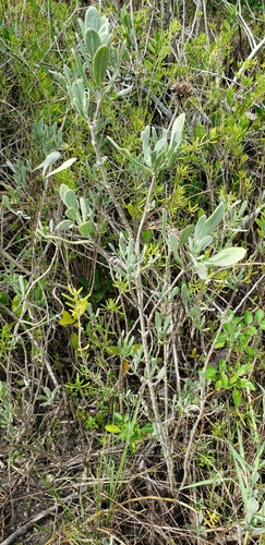 Borrichia frutescens image
