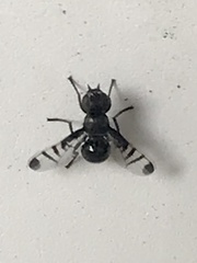 Rivellia syngenesiae