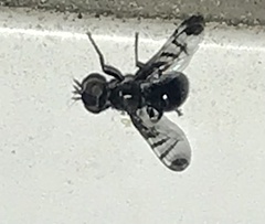 Rivellia syngenesiae