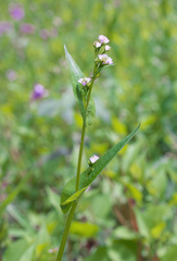 Persicaria sagittata