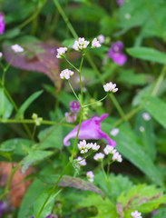 Persicaria sagittata