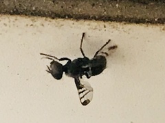 Rivellia syngenesiae