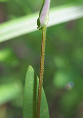 Persicaria sagittata