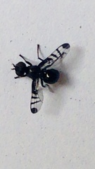 Rivellia syngenesiae