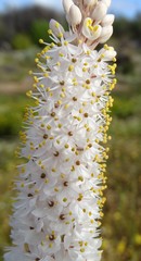 Bulbinella cauda-felis