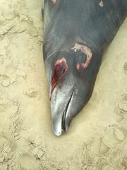 Mesoplodon mirus