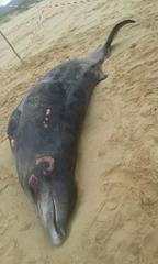 Mesoplodon mirus