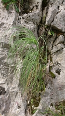 Asphodeline liburnica
