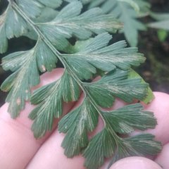 Asplenium praemorsum