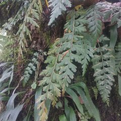 Asplenium praemorsum