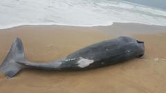 Mesoplodon mirus