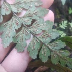 Asplenium praemorsum