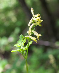 Corydalis raddeana