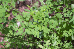 Corydalis raddeana