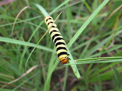 Diaphone mossambicensis