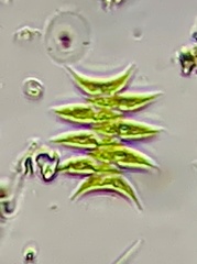 Tetradesmus lagerheimii