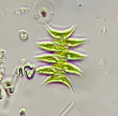 Tetradesmus lagerheimii