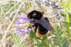Bombus confusus