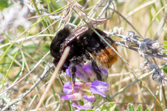 Bombus confusus