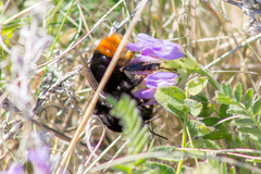 Bombus confusus