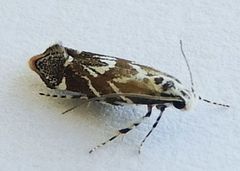 Aristotelia hexacopa