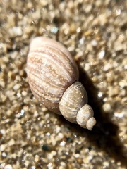 Campeloma decisum