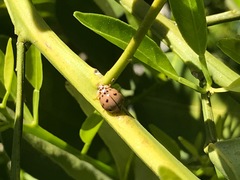 Olla