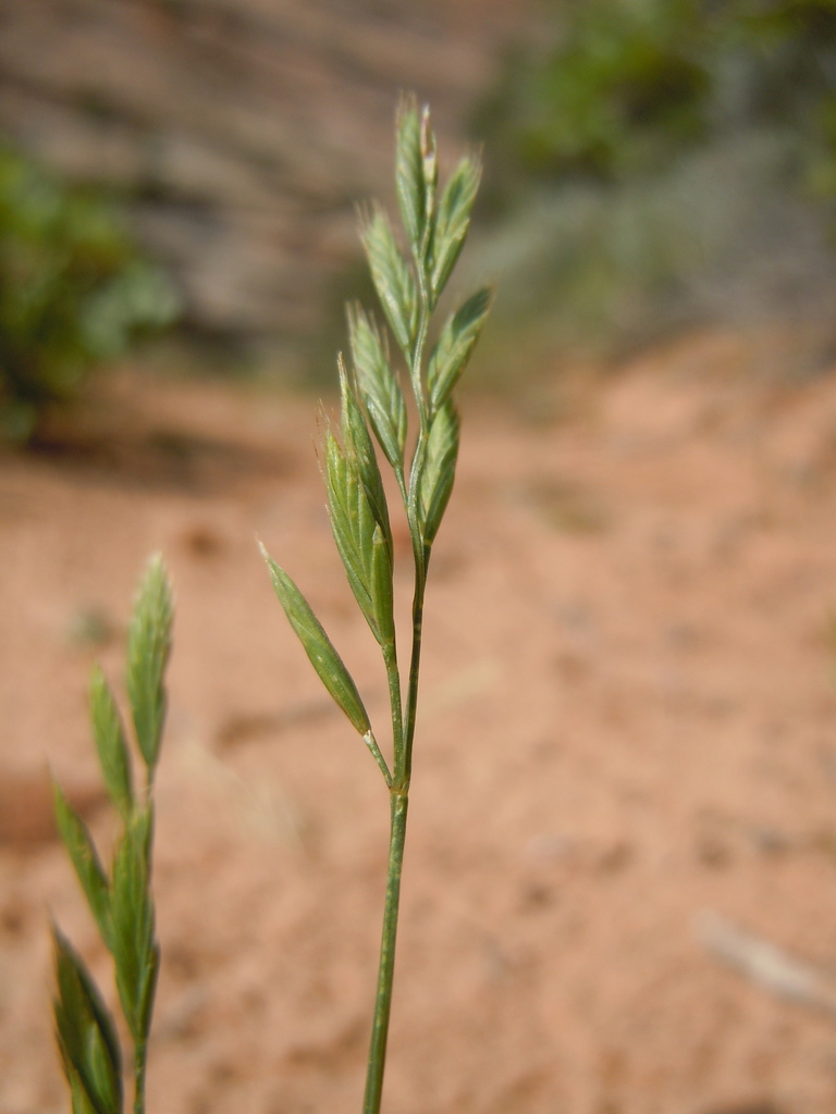 sixweeks grass