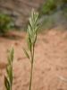 Sixweeks Grass - Photo (c) Matt Lavin, some rights reserved (CC BY)