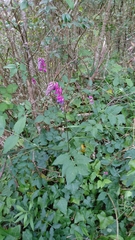 Lathyrus venetus
