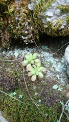 Sedum cepaea