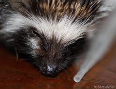 Atelerix frontalis frontalis