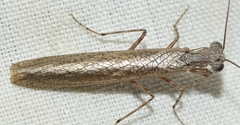 Perlamantis alliberti