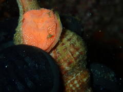 Lugubrilaria lugubris