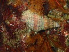 Lugubrilaria lugubris
