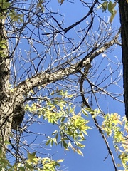 Sitta carolinensis
