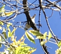Sitta carolinensis