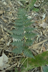 Polystichum oculatum