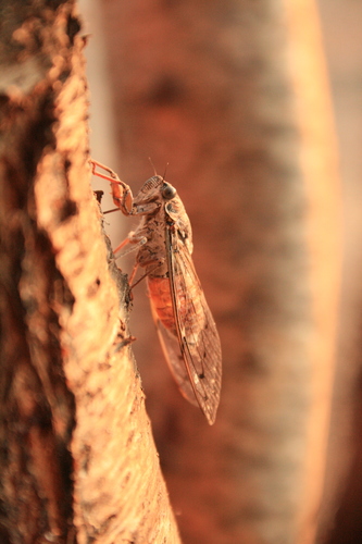 Ash Cicada, Greece, photo 6 of 10