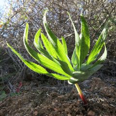 Eriospermum alcicorne