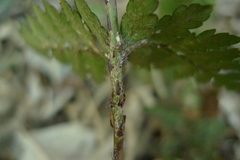 Polystichum oculatum