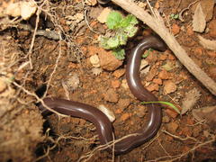 Afrotyphlops bibronii
