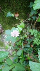 Geranium versicolor